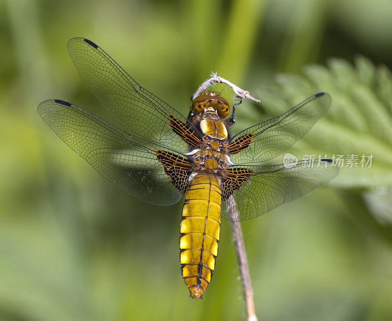 宽体追逐者(Libellula depressa)女性